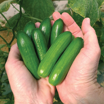 Cucumber Mini-Me Seed