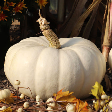 Pumpkin Moonstacker F1 Seed