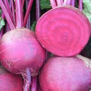 Beet Red Atlas F1 Seed