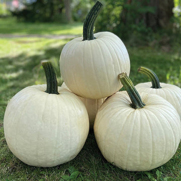 Pumpkin Abominable F1 Seed