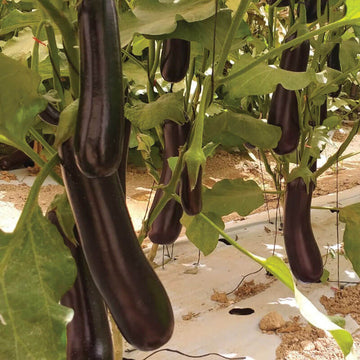 Eggplant Turkish Delite F1 Organic Seed