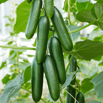 Cucumber Snack F1 Seed