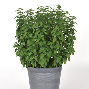 Basil Everleaf Lemon Seed