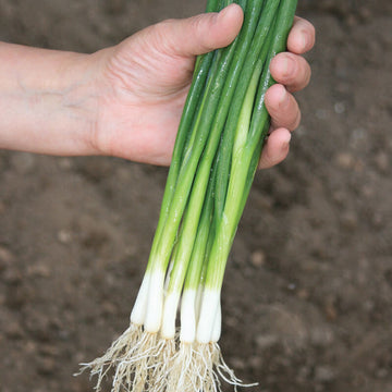 Onion Marksman Seed