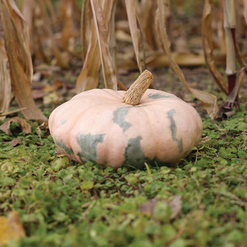 Pumpkin Colorado Sun F1 Seed