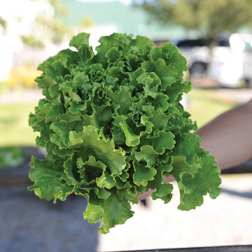 Lettuce Hulk Seed