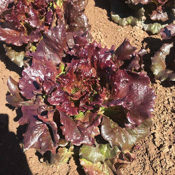 Lettuce Manzanita Seed