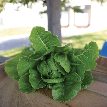 Lettuce Bluerock Seed