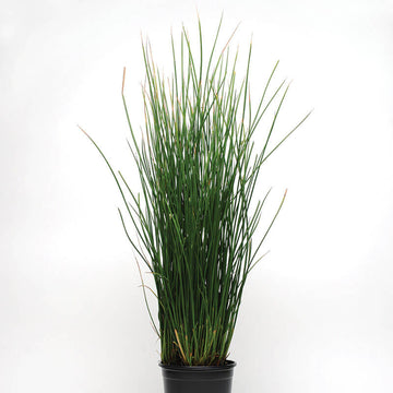 Juncus Javelin Seed