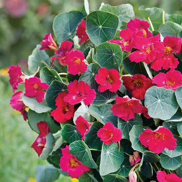 Nasturtium Baby Rose Seed