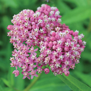 Asclepias Soulmate Seed