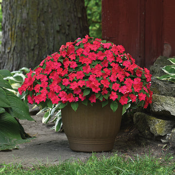 Impatiens Beacon Lipstick Seed