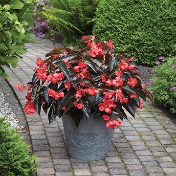 Begonia Dragon Wing Red Bronze Leaf F1 Seed