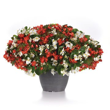 Begonia Hula Red White Mix F1 Seed