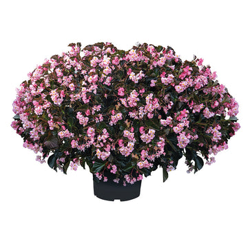 Begonia Stone Hedge Light Pink Bronze Leaf F1 Seed