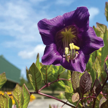 Cobaea Cathedral Bells Violet Seed