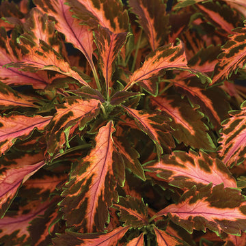 Coleus Premium Sun Coral Candy Seed