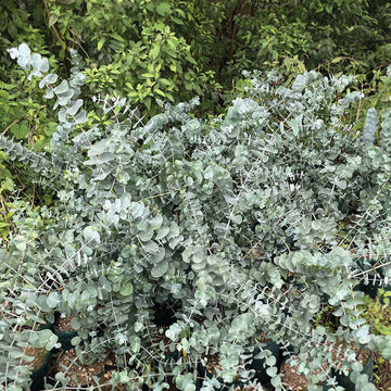 Eucalyptus Silver Dollar Seed