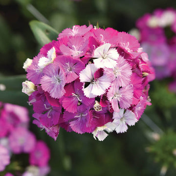 Dianthus Amazon Lavender Magic Seed