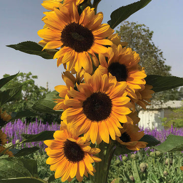 Sunflower Golden Ray Seed