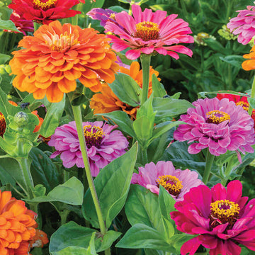 Zinnia Super Yoga Mix Seed