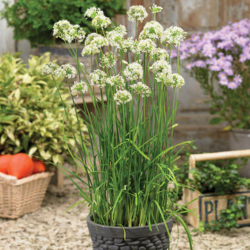 Allium Autumn Bee Attraction F1 Seed