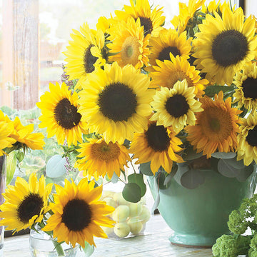 Sunflower Special Cut Flower Mix Seed