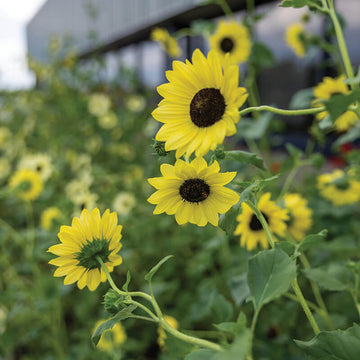 Sunflower Soluna Gold Seed