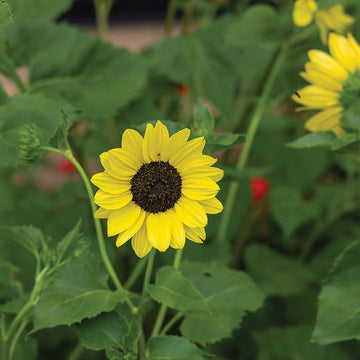 Sunflower Soluna Lemon Seed