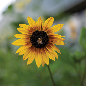 Sunflower Soluna Orange Seed