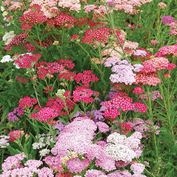 Achillea Favorite Berries Seed