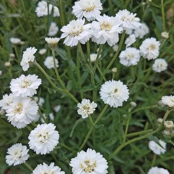 Achillea Noblessa Seed