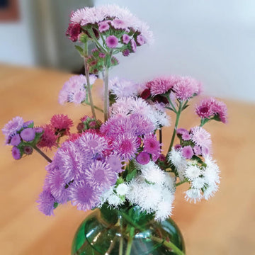 Ageratum Timeless Mix F1 Seed