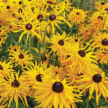 Rudbeckia Anemones Seed