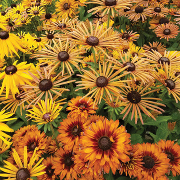 Rudbeckia Chim Chiminee Seed