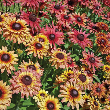 Rudbeckia Sahara Seed