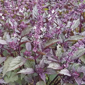 Ornamental Basil Aromatto Seed