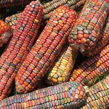 Ornamental Corn Earth Tones Dent Seed