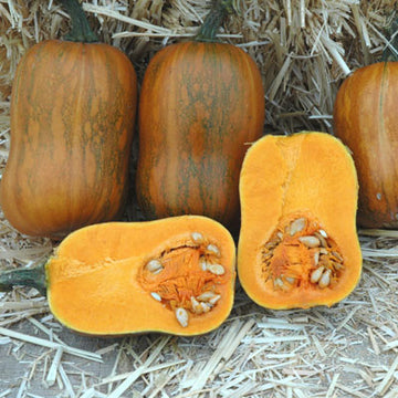 Squash Honeynut Seed