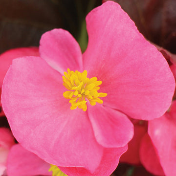 Begonia Senator iQ Deep Rose F1 Seed