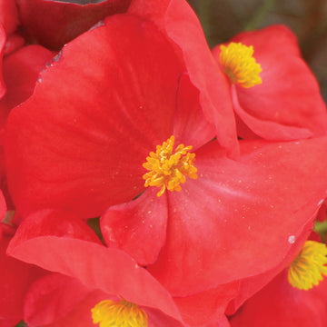 Begonia Senator iQ Scarlet F1 Seed