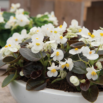 Begonia Senator iQ White F1 Seed