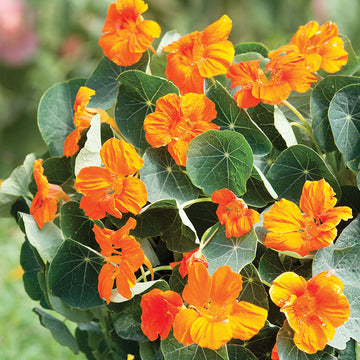 Nasturtium Baby Orange Seed