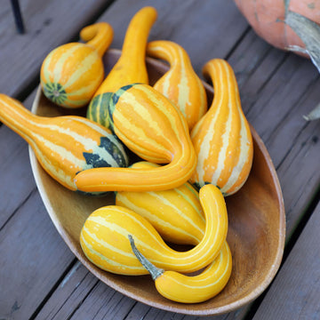 Gourd Spoon