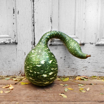 Gourd Speckled Swan Seed