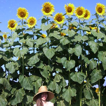 Sunflower American Giant F1 Seed