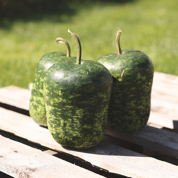 Gourd Big Apple Seed